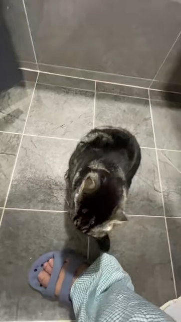 cat does head bump to the head