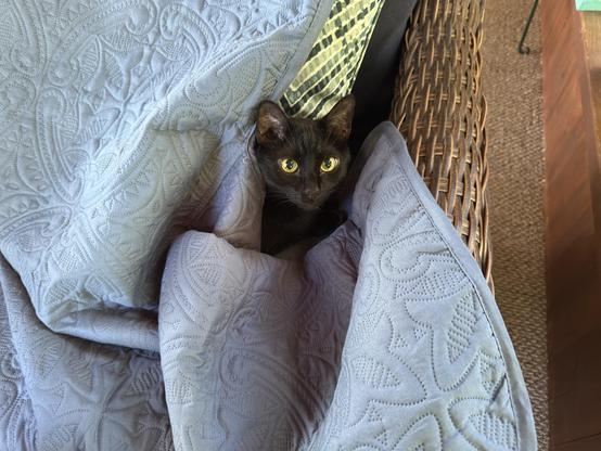 Naughty black cat, having moved the chair cover, used it as a blanket instead.