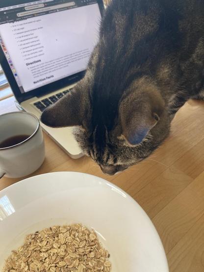 Tabby cat stretches his nose toward a white bowl with rolled oats in  it. Next to it is a light grey cup containing coffee and an open laptop displaying an apple crisp recipe on the screen. The photo is taken from overhead.
