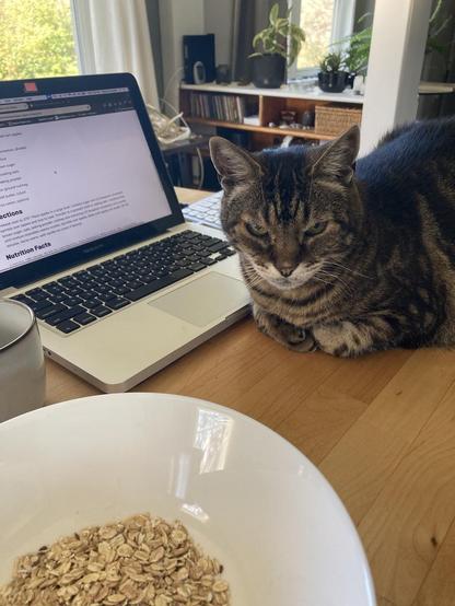 Tabby cat in a loaf position near a white bowl with rolled oats in  it, with a light grey cup containing coffee and an open laptop displaying an apple crisp recipe on the screen.