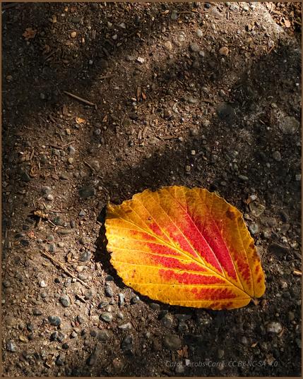 A witch hazel leaf has fallen off a tree onto a suburban trail. The leaf is broad, oval, with a wavy margin. The veination is strong, with the yellow running along the veins and rimming the edges. Bright red coloration runs between the yellow veins, and fades out into the yellow rimming. The leaf rests on pebble strewn soil, with dappled sunlight playing on the ground and the leaf.