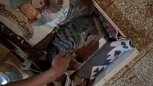 The hand of my wife gently caressing a tabby kitten (named Charlie) as he purrs and rolls cutely on a small bed with a pillow (Pepper&Carrot sponsored!) inside a wooden box, on our terrace at dusk.