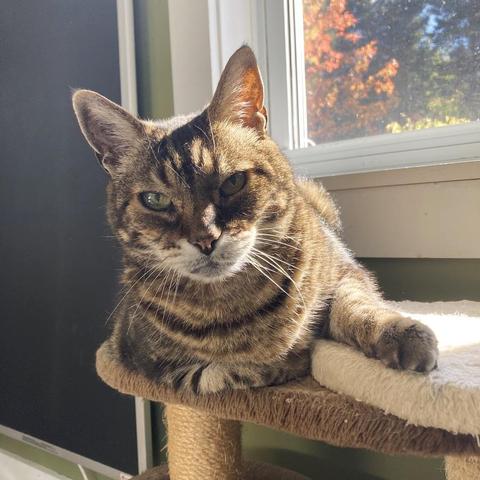 Tabby cat on a low, window-level cat tree in the sunshine, gazing at the camera. He looks very relaxed, with one front paw stretched in front of him. Trees with red and green foliage can be seen outside the window.