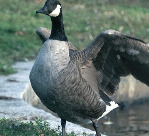 A Canada goose has it's wings spread as it has just hopped up out of a large pond on the concrete edge, heading for the grass.  It is see from a front angle and it's breast and the underside of it's left wing are prominently shown.  Photo take in Portland, Maine, USA on October 10, 2026