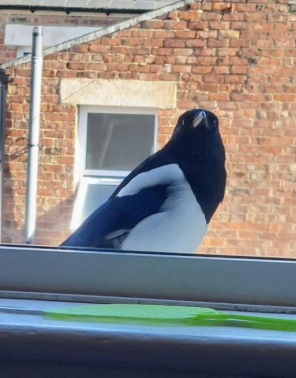 A European magpie on an exterior windowsill, seen from inside. A wall and window of another house is visible in the background.