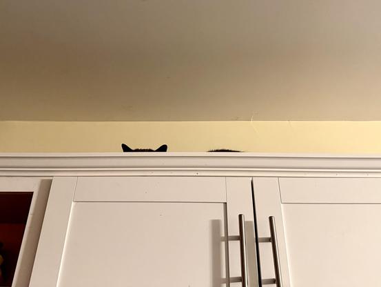 Looking upward from below, the top of some white kitchen cabinets mounted high on the wall. A pair of dark cat ears are just visible poking up from behind the edge of the cabinet