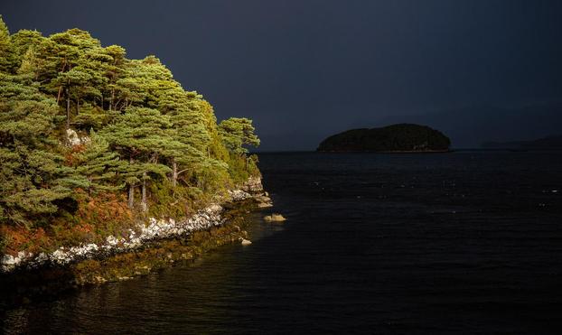 Brightly lit trees and a dark sky.
