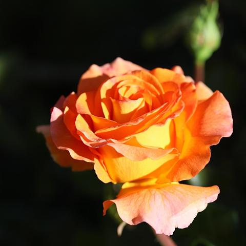 orangegelbe Rosenblüte, im dunklen Hintergrund eine Knospe
