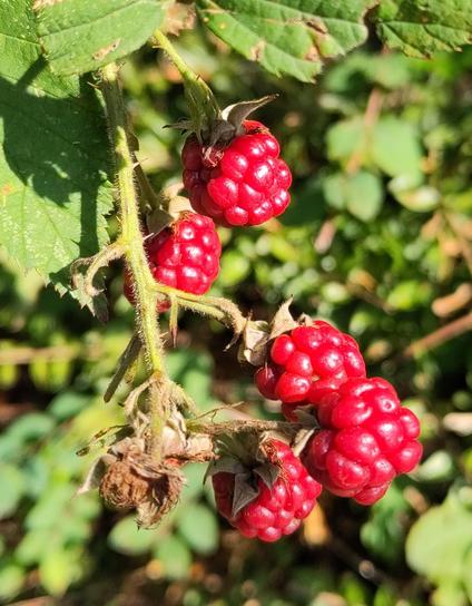 five raspberries growing on a raspberry vine