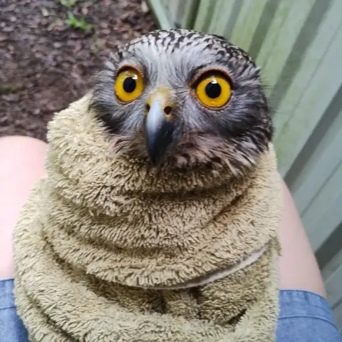 A Powerful Owl is wrapped to the chin in a coriander towel, looking like a large egg shaped burrito. From top of said burrito a wide beak and pair of amber eyes emerge with a blank expression - innocent and curious. The bundle of owl has not a hint of malice at being sat on the lap of the light denim shorts-clad rehabilitator taking the photo. Her chin feathers look a little pink, from a recent meal perhaps. The beak is slate black with a cere (the fleshy membrane at the top of bird beaks) the colour of beeswax. Her facial feathers form a white X with white streaks radiating from her forehead on plumage that is otherwise muted brown to licorice black. Behind is a bark chip floor next to the green wall of a prefab sheet metal shed.