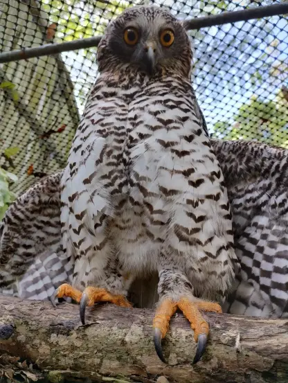 In close-up, taken from below, the Powerful Owl stares down at us from her perch with wide eyes and an expression of surprise (the data so far suggests this is her default). The black and white bars on her wings are staggered across individual feathers, creating a checkerboard pattern in places. The bat-shaped patterns on her torso are discernible at this distance and upon inspection are clearly an amalgam of the Batman logo from a) the Batman Beyond animated series (1999) and b) Nolan's The Dark Knight (2008). Her feet are practically next to the lens and notably the talons are huge and toes are hairy.