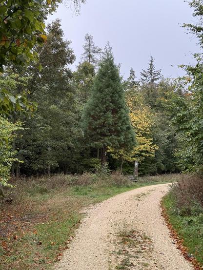 One of my favorite Sequoia trees around Aalen.
