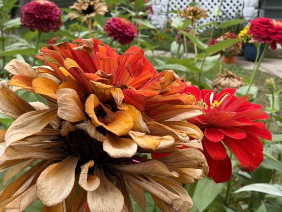 a close-up of a vibrant, multi-colored zinnia flower, showcasing rich orange and deep red petals with a textured, layered center.