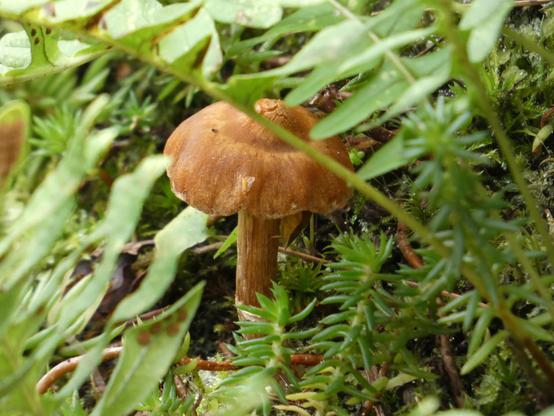 Ein roter (sieht eher braun aus) Lacktrichterling (Pilz) steht inmitten von Moos und Pflanzen. Im Vordergrund sieht man den gewöhnlichen Tüpfelfarn.
