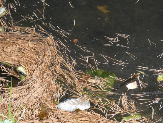 Braune Tannennadeln in einem Teich. Und einige Blätter.
