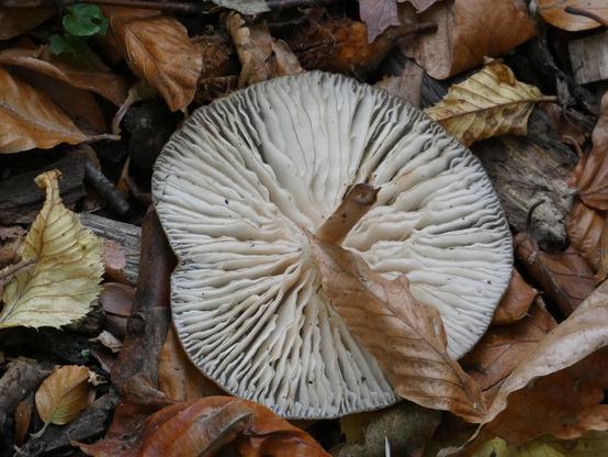 Ein umgestürzter Pilz, ein wurzelnder Schleimrübling, liegt (also Stil nach oben) zwischen Blättern und Holzstücken. Man erkennt gut die weißen Lamellen auf der Unterseite des Schirms.
