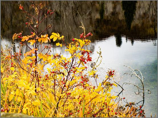 A fall colored clump of Woods rose bushes cover the left bottom of the photo. The leaves are mostly bright yellow, with a few red and orange ones. You can see red veination in the leaves. Bright red rose hips punctuate the yellow shrubbery. The bushes are growing on the shore of Spring Creek, in Steamboat Springs, Colorado. The creek is calm and silvery, dimly reflecting the stormy sky and the opposite shore full of bare aspen and dark pine trees. From my archives.