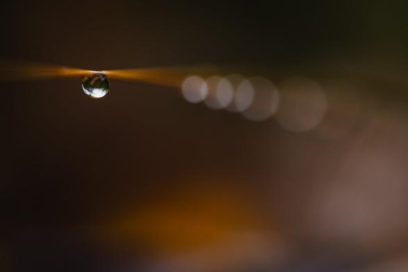 A macro photograph of a waterdrop hanging on a golden straw of grass. The straw runs horizontally through the upper part of the image, with only the spot where the leftmost water drop hangs in sharp focus. The fading of focus to the left and right makes the straw looking as it seemingly widens away from that spot. Along the right half of the image, the blurry outline of the straw is accompanied by a number of overlapping and consecutively large bokeh discs that arise from more waterdrops hanging from the straw.

The rest of the photograph is a golden/brown blur with hints of green in places, varying in colour, intensity and shapes.