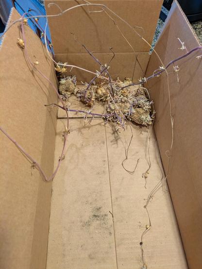 A nearly empty cardboard box holds a few dessicated Yukon gold potatoes with long roots