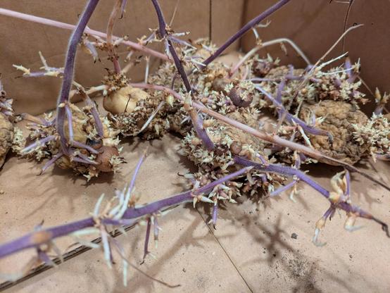 A close up of the potatoes. They are surprisingly beautiful, with dozens of roots each, short and long