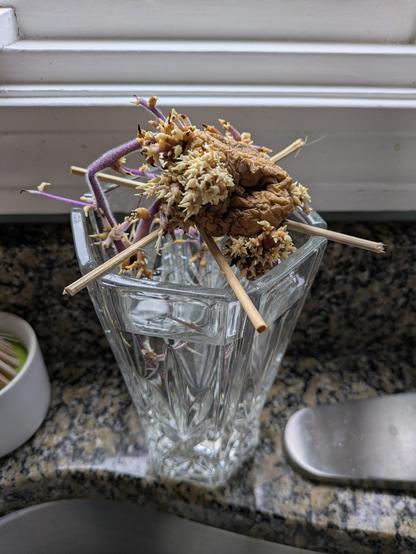 A single potato set up over a vase with the roots hanging in the water