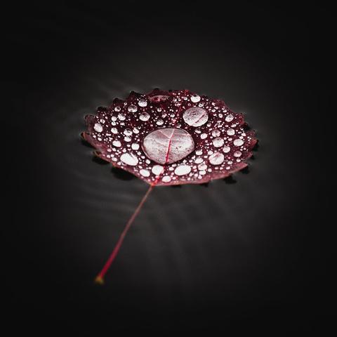 A square photograph of an aspen leaf floating on the surface of a lake. The jagged edges of the leaf are slightly bent up, sticking ever so slightly up from the surface. The leaf is deep red, with lighter red veins and stem, which points to the lower left.

The leaf is covered but tens and tens of raindrops, one very large in the center and a myriad smaller ones of varying sizes over the entire surface of the leaf.

The surface of the water is calm and very dark, with a lighter, curved crisscross pattern from miniscule ripples on the water surface just around where the leaf is.