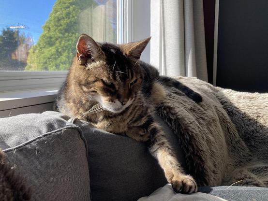 Tabby cat lounging on the back of a grey sofa next to a window, partly covered by a taupe faux fur throw. His face is mostly in profile with his eyes half closed, one front paw resting on the barely-visible grey-clad hip of the human laying on the sofa.