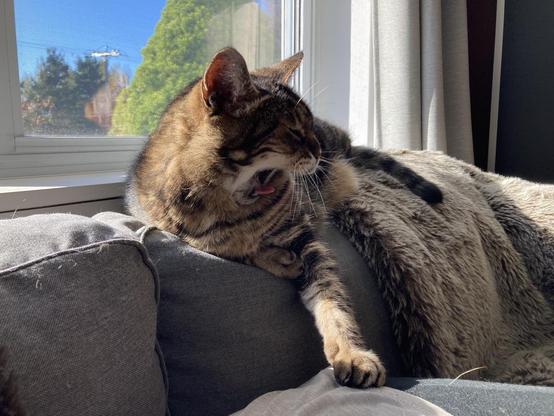 Tabby cat lounging on the back of a grey sofa next to a window, partly covered by a taupe faux fur throw. His face is in profile as he begins a big yawn, his pink tongue curled and eyes closed, with one front paw resting on the barely-visible grey-clad hip of the human laying on the sofa.