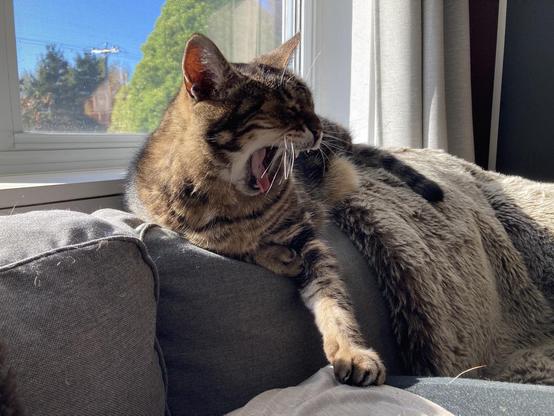 Tabby cat lounging on the back of a grey sofa next to a window, partly covered by a taupe faux fur throw. His face is in profile as he's in a great big yawn, his pink tongue and fangs visible and eyes closed, with one front paw resting on the barely-visible grey-clad hip of the human laying on the sofa.