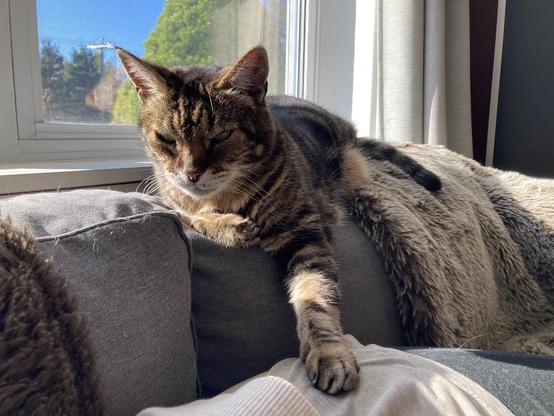 Tabby cat lounging on the back of a grey sofa next to a window, partly covered by a taupe faux fur throw. His face is in full view with his eyes half closed, one front paw resting on the barely-visible grey-clad hip of the human laying on the sofa and the other across his chest.