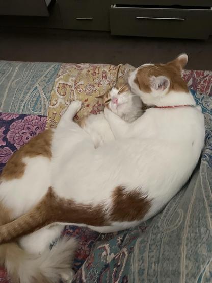 One white and ginger cat is on top of another, subjecting it to a wash, on top of a colourful quilt.