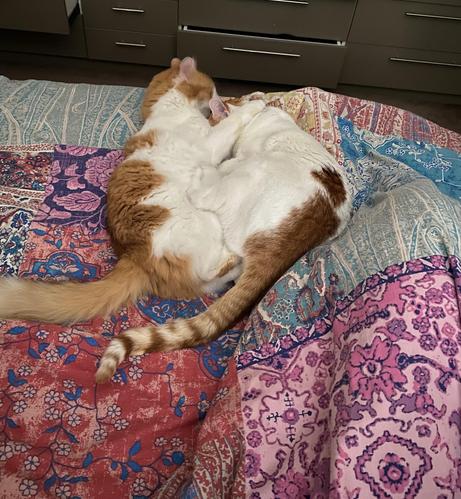 Same, but the fluffy cat has assumed control.