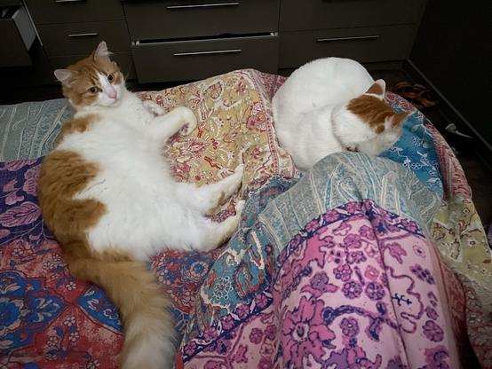 The two cats are now on either side of a person’s leg under the quilt. Peace is restored.