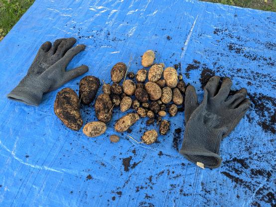A pile of medium to tiny potatoes