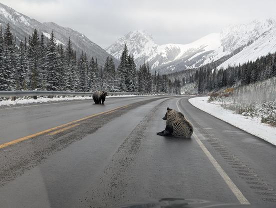 2 grizzly bears one standing in the road and another sitting and scratching his ear
