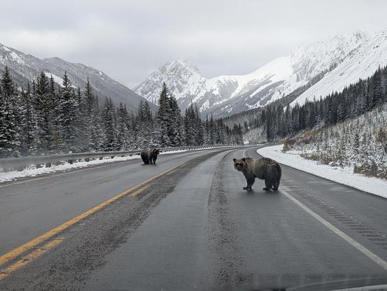 2 grizzly bears they each in a lane of the road blocking the road.