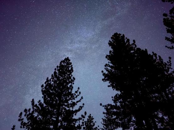 The milky way visible behind pine trees at night.