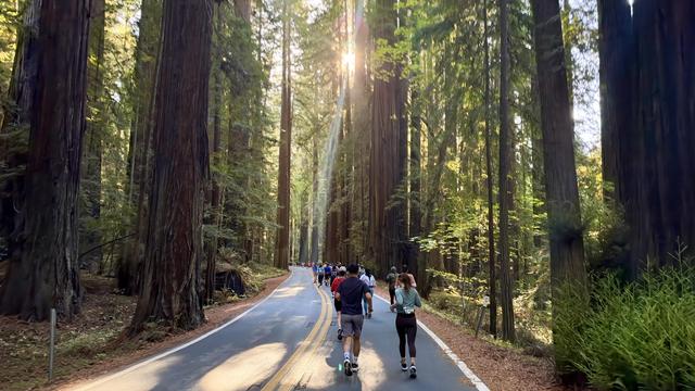 Two lane road running through enormous trees looking toward the sun split by the branches. Dozens of runners ahead of the camera.