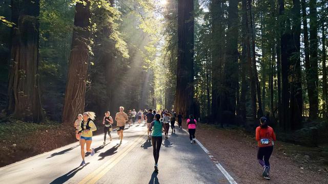 Sunlight split by the branches of enormous trees. Numerous runners on the road in both directions.