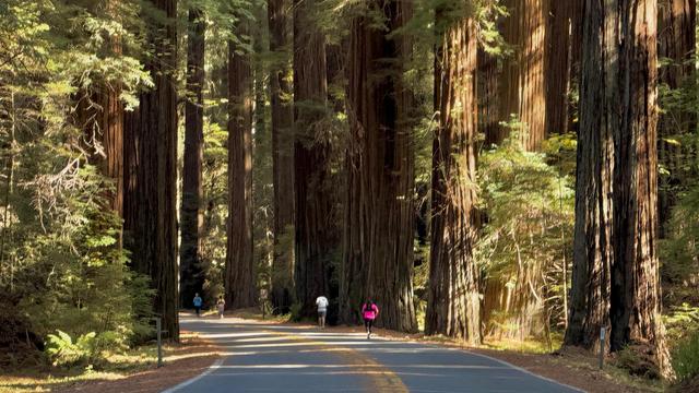 Tall trees along the roadway. A small number of runners ahead on the road.