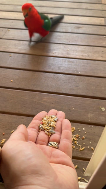 A red and green parrot approaches an outstretched hand with seed on it and proceeds to eat the seed.