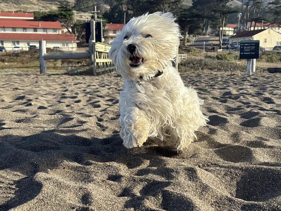 marcy the westie running snd leaping towards the camera on the beach. all smiles and windswept fur
