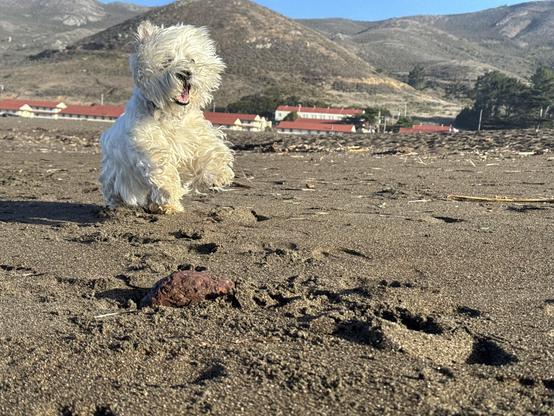 marcy the westie running snd leaping towards the camera on the beach. all smiles and windswept fur covering face