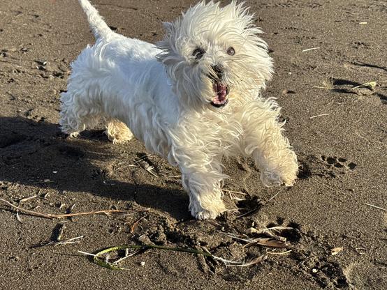 marcy the westie running snd leaping looking up at the camera on the beach. all smiles and windswept