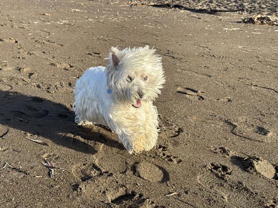 marcy the westie running snd leaping towards the camera on the beach.