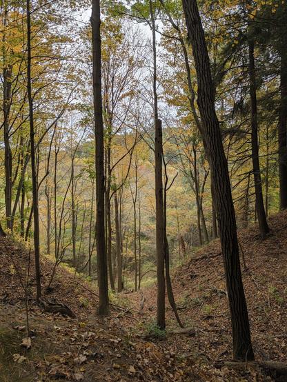 A view down a forest trail through tall thin trees.  The leaves are starting to turn.