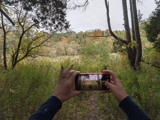Katie's hands holding up her phone taking a photo of a clearing out beyond the tree cover we're under.