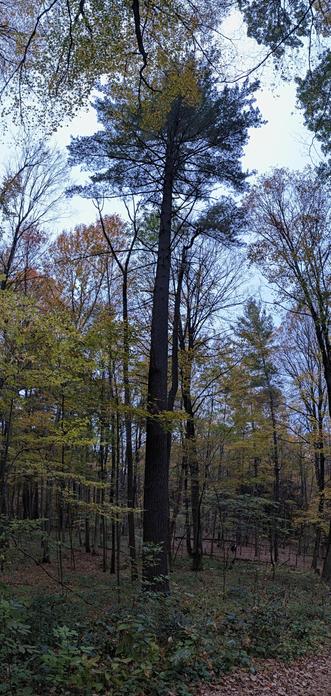 A vertical panorama shot showing an enormously tall tree with very few lower branches and one huge poof of leaves up near the treetops, reaching for the sun and the blue sky above.