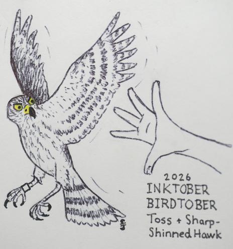 My ink drawing of a sharp-shinned hawk, a small hawk with bands on its wings and talk. It's just been let go after being banded and it's looking back with a less than pleased look on its face.