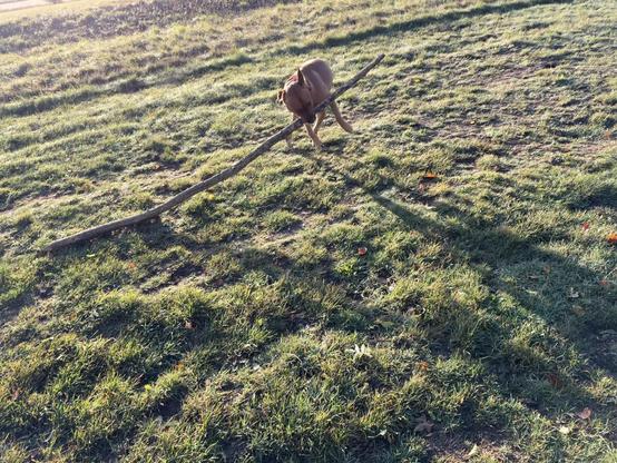 Ted attacking a tree branch